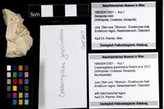 Foto (Objekt + Etiketten) von Cracensigillatus gracilirostrus (Robins et al., 2013) 